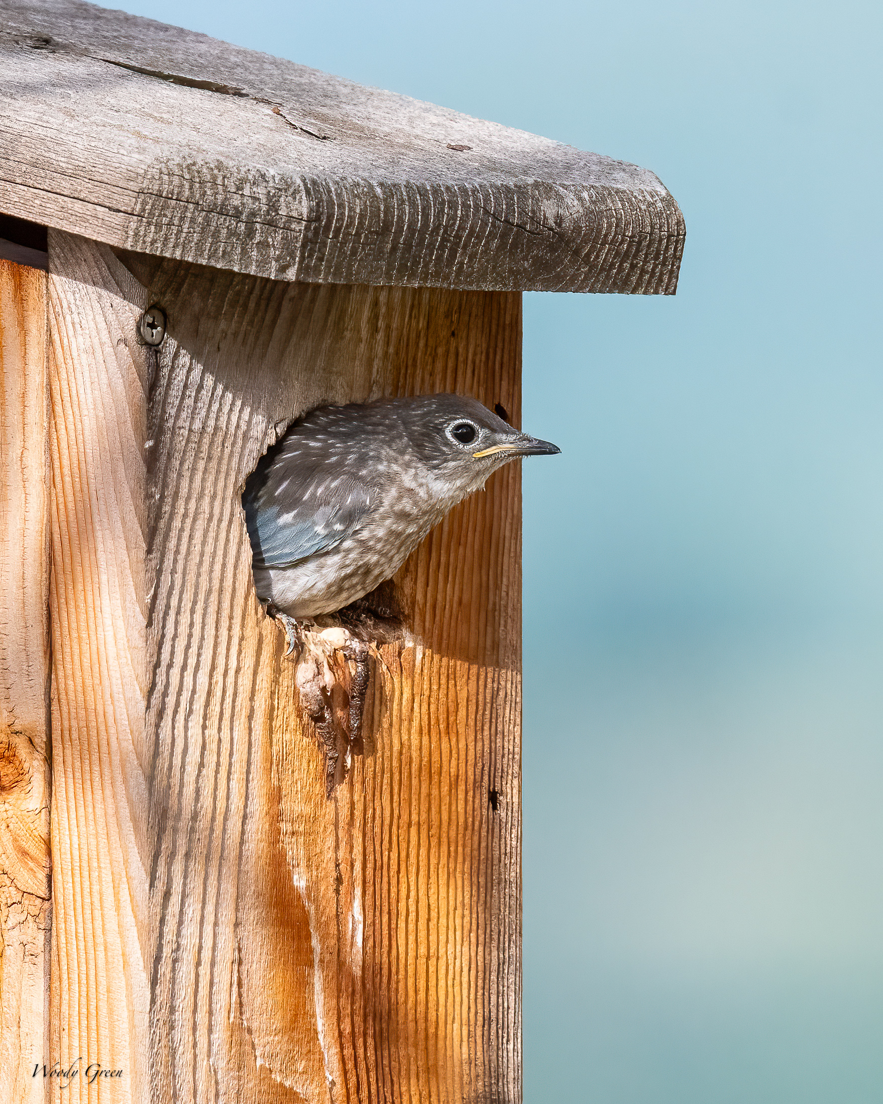 MtnBBFledge-16.jpg