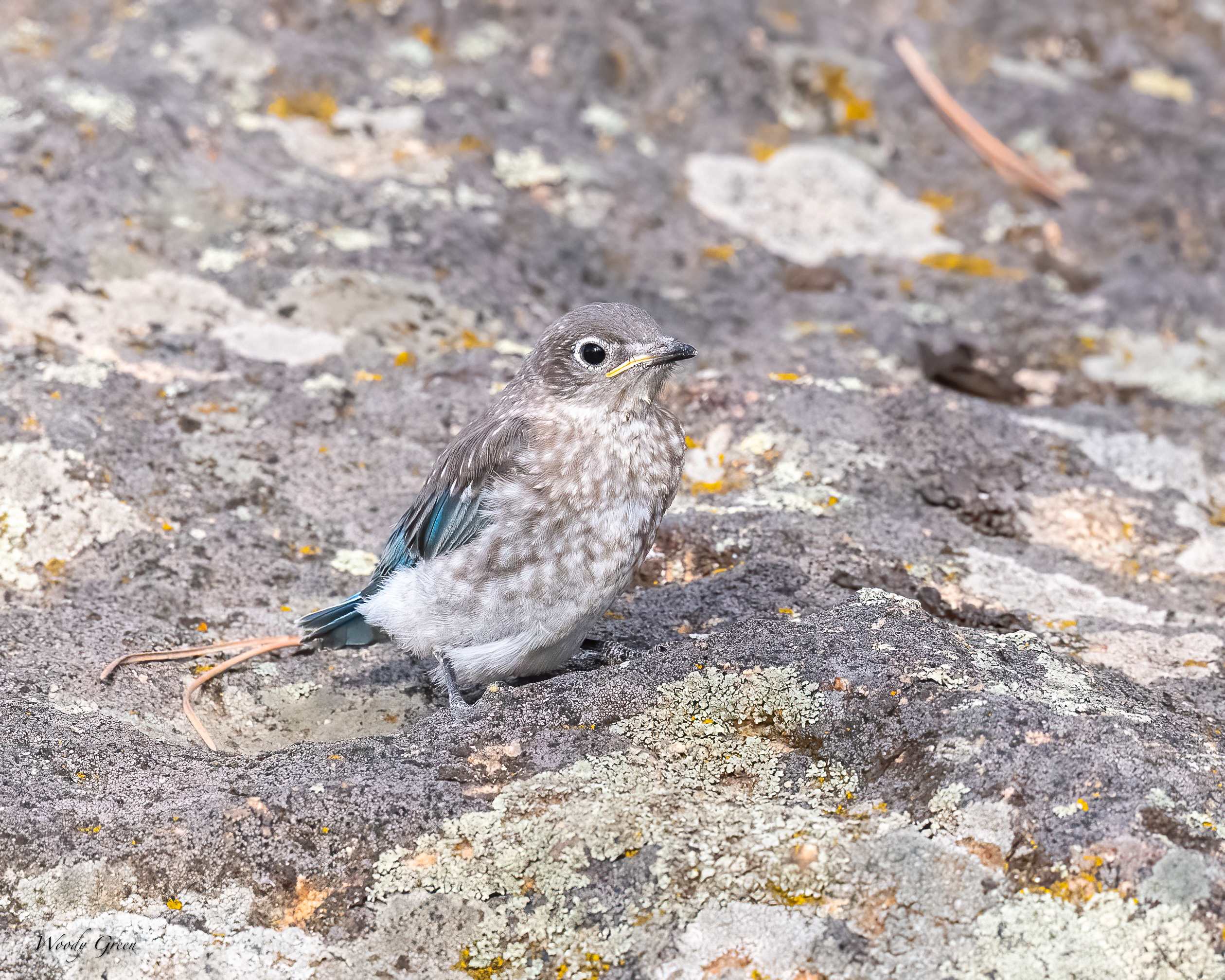 MtnBBFledge-17.jpg