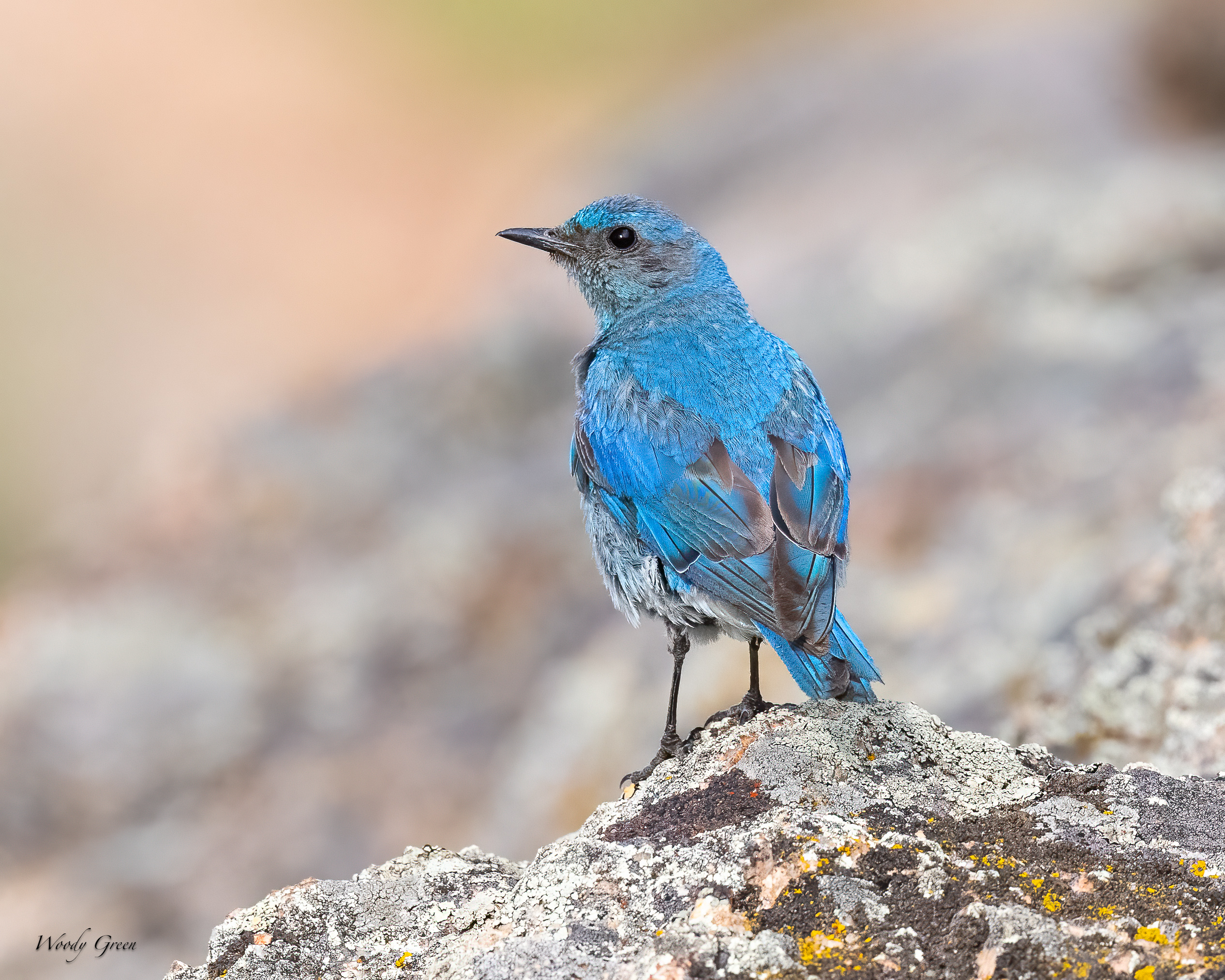MtnBBFledge-18.jpg