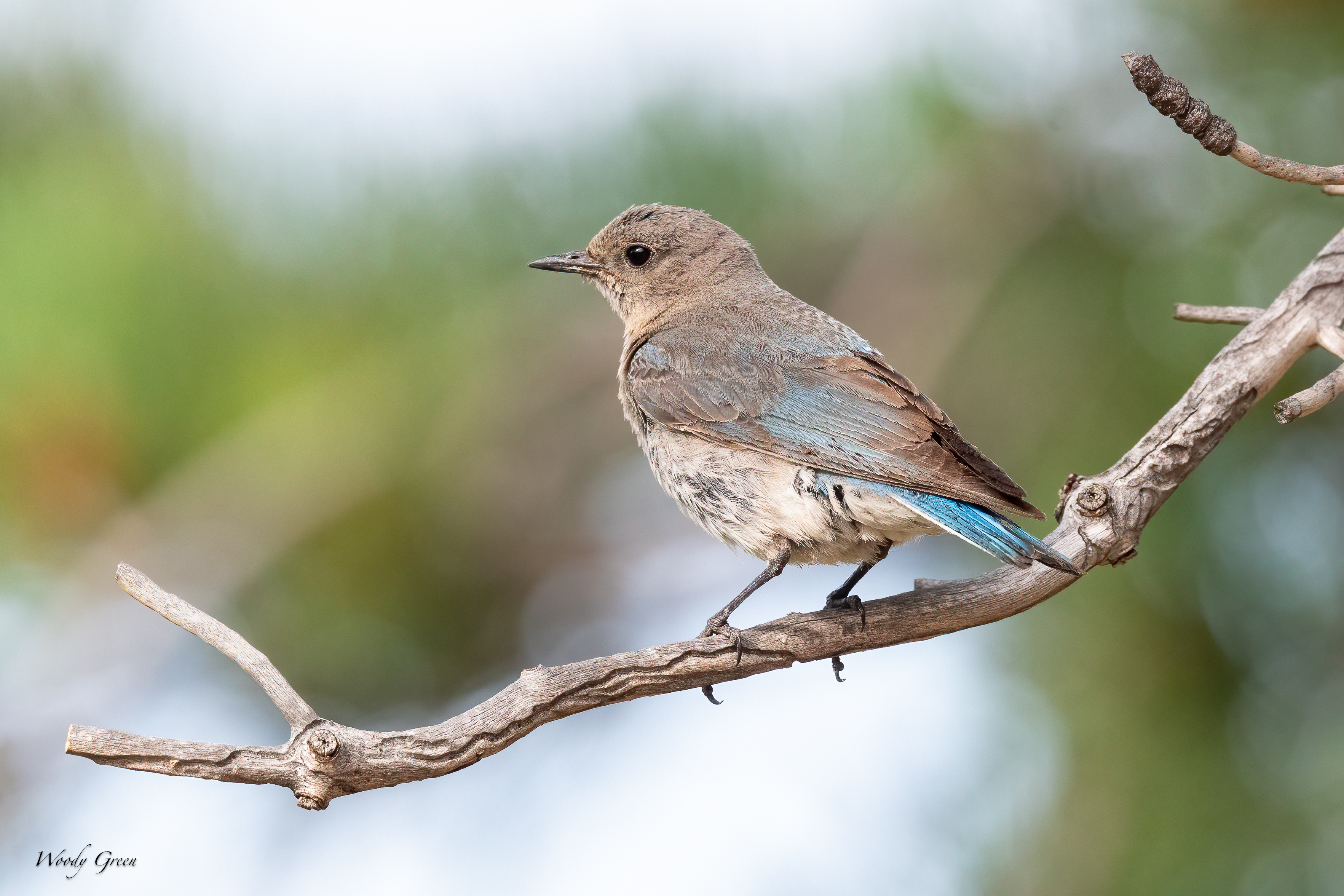 MtnBBFledge-19.jpg