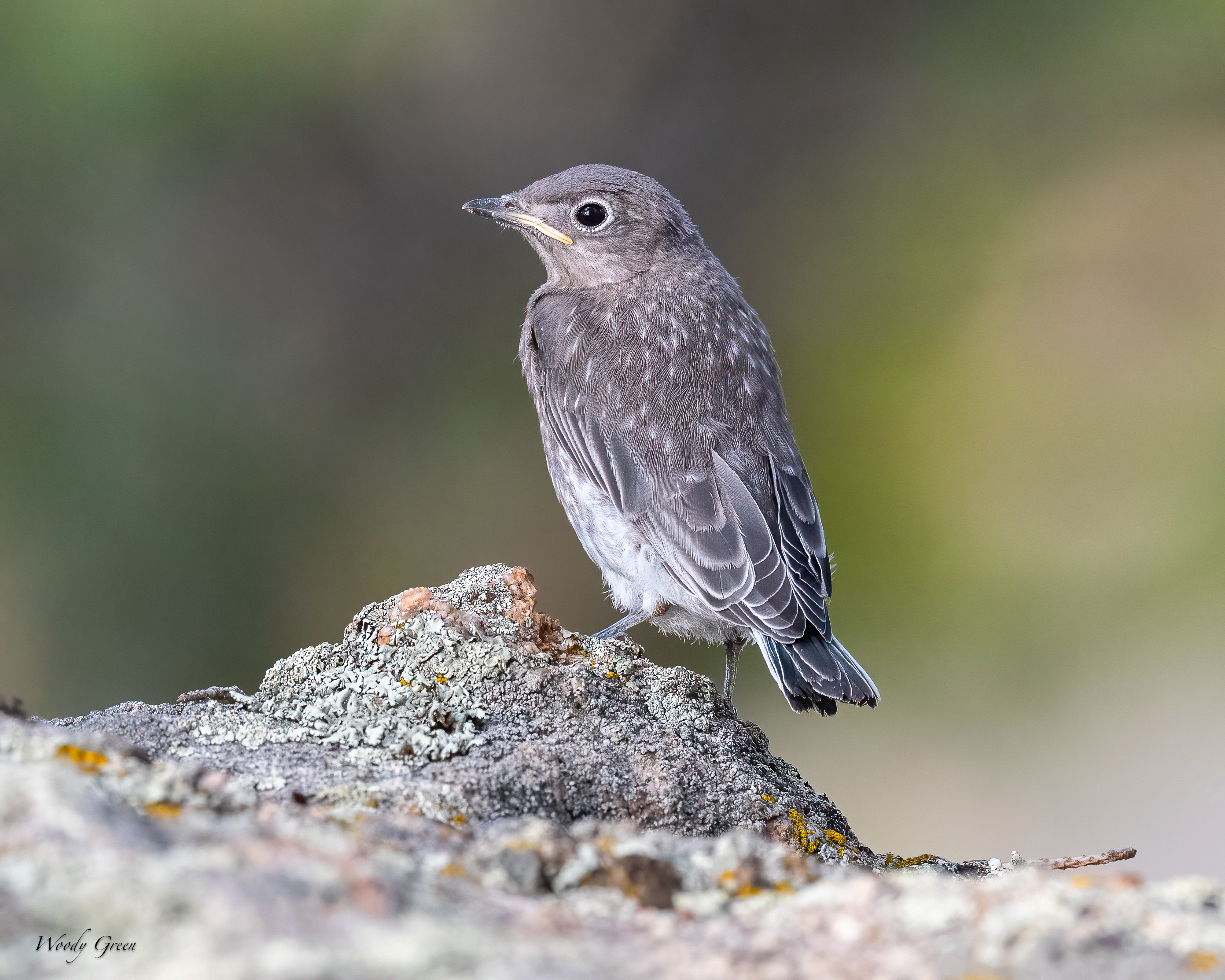 MtnBBFledge-20.jpg