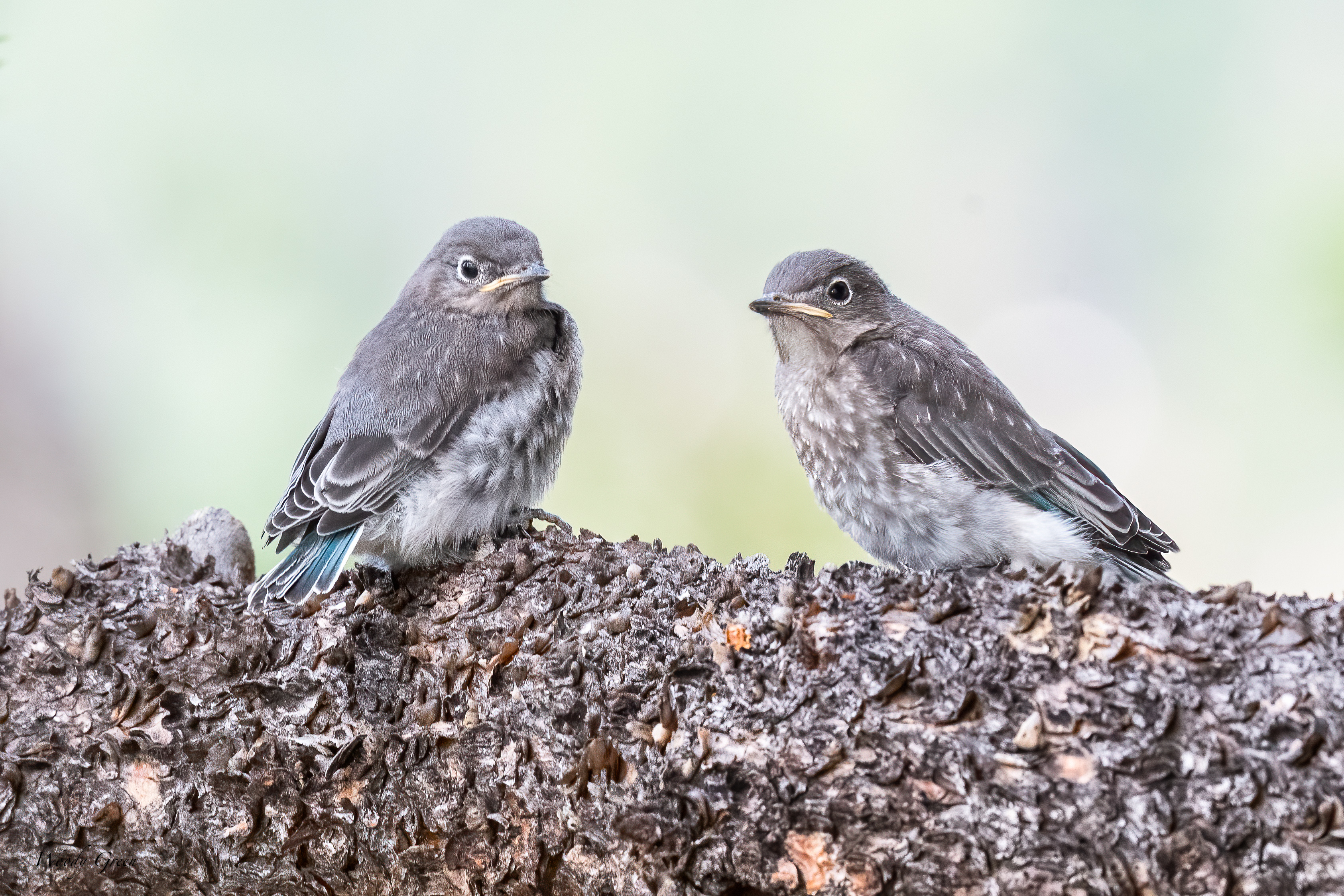 MtnBBFledge-21.jpg