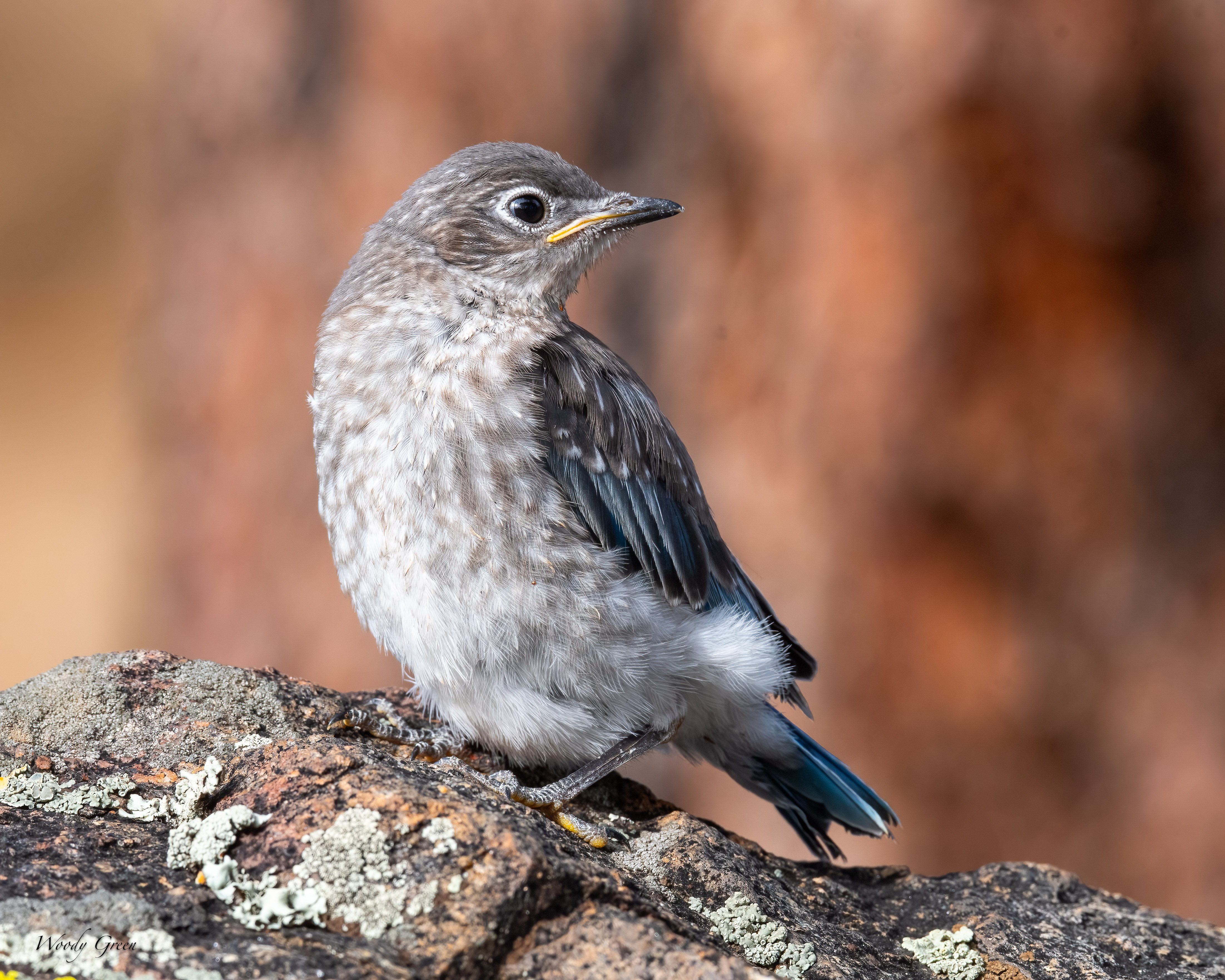 MtnBBFledge-22.jpg
