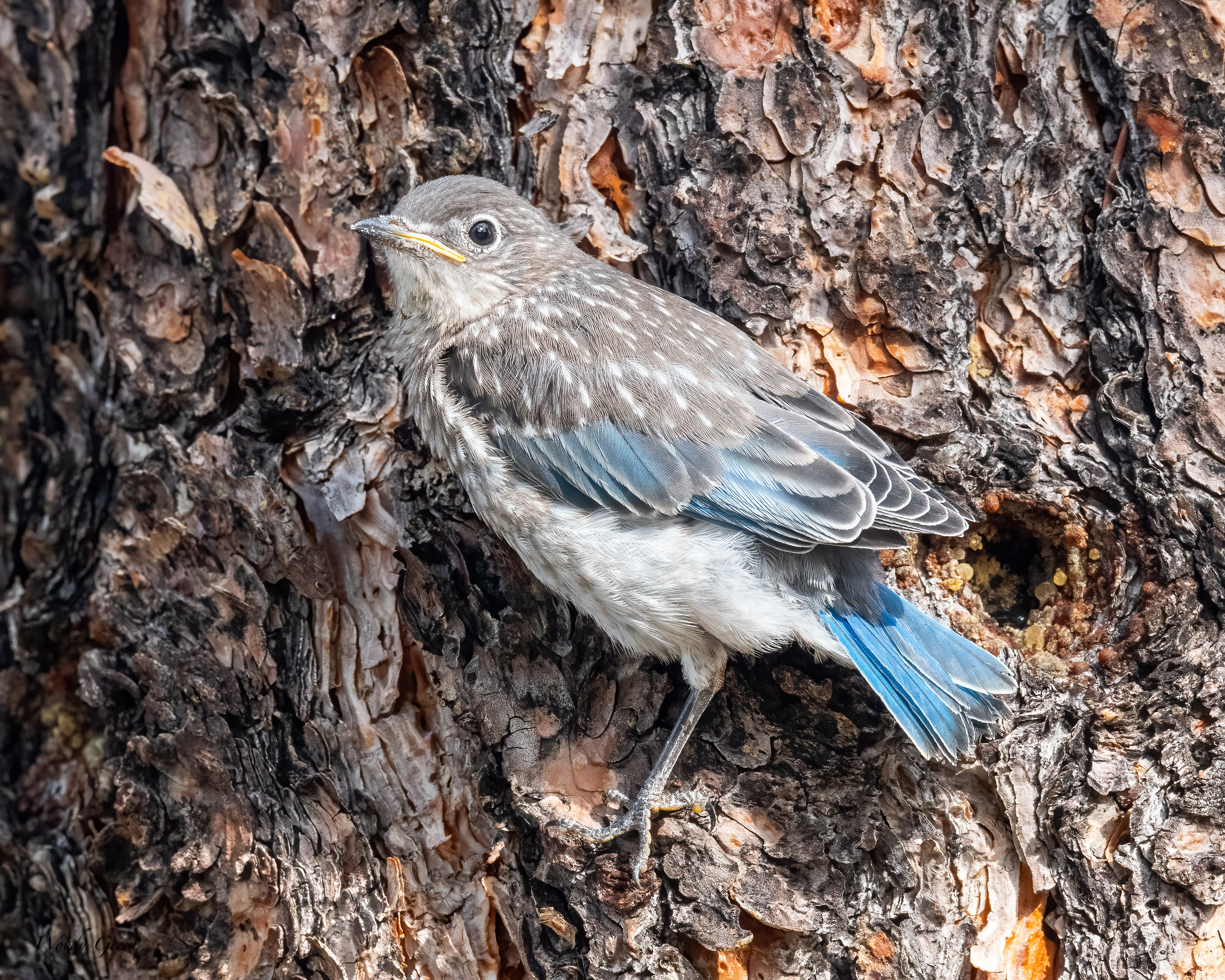 MtnBBFledge-23.jpg