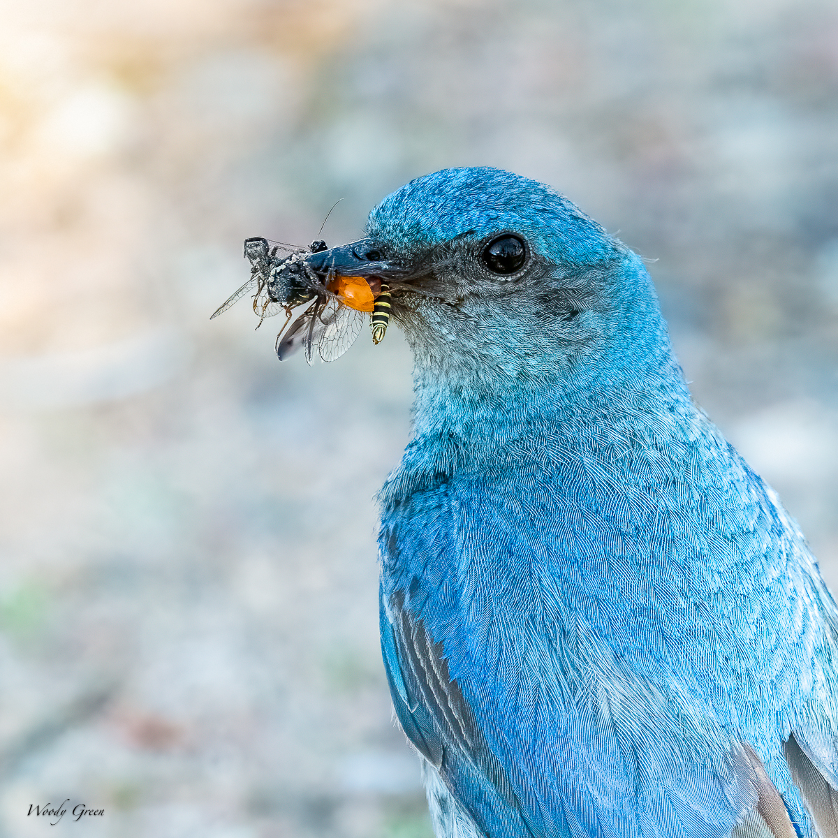 MtnBBFullMouth-1.jpg