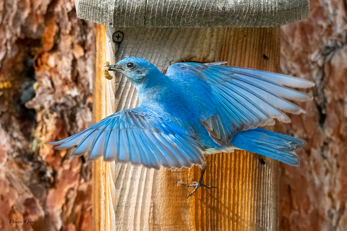 MtnBBNestBox-682.jpg
