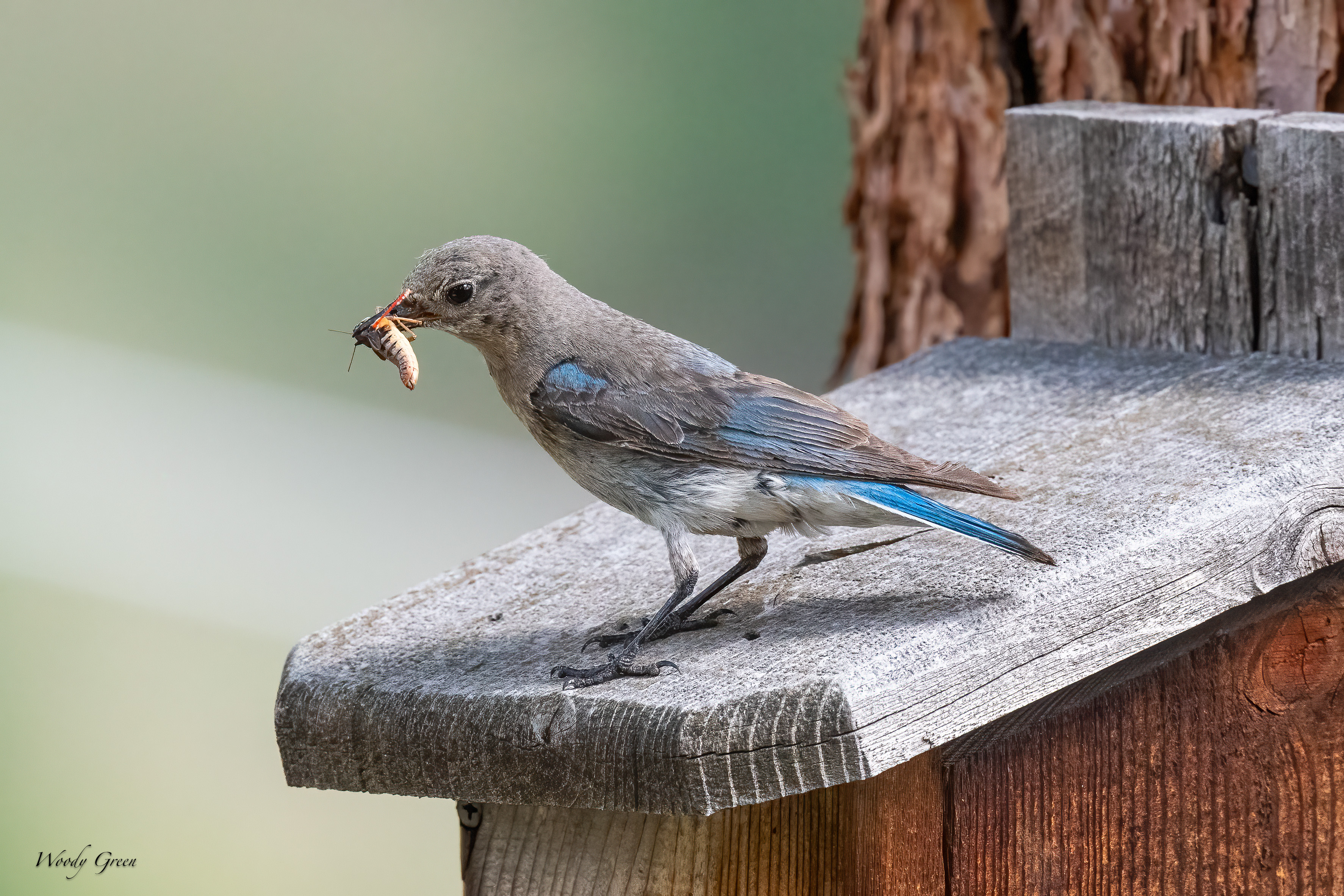 MtnBluebird-30.jpg
