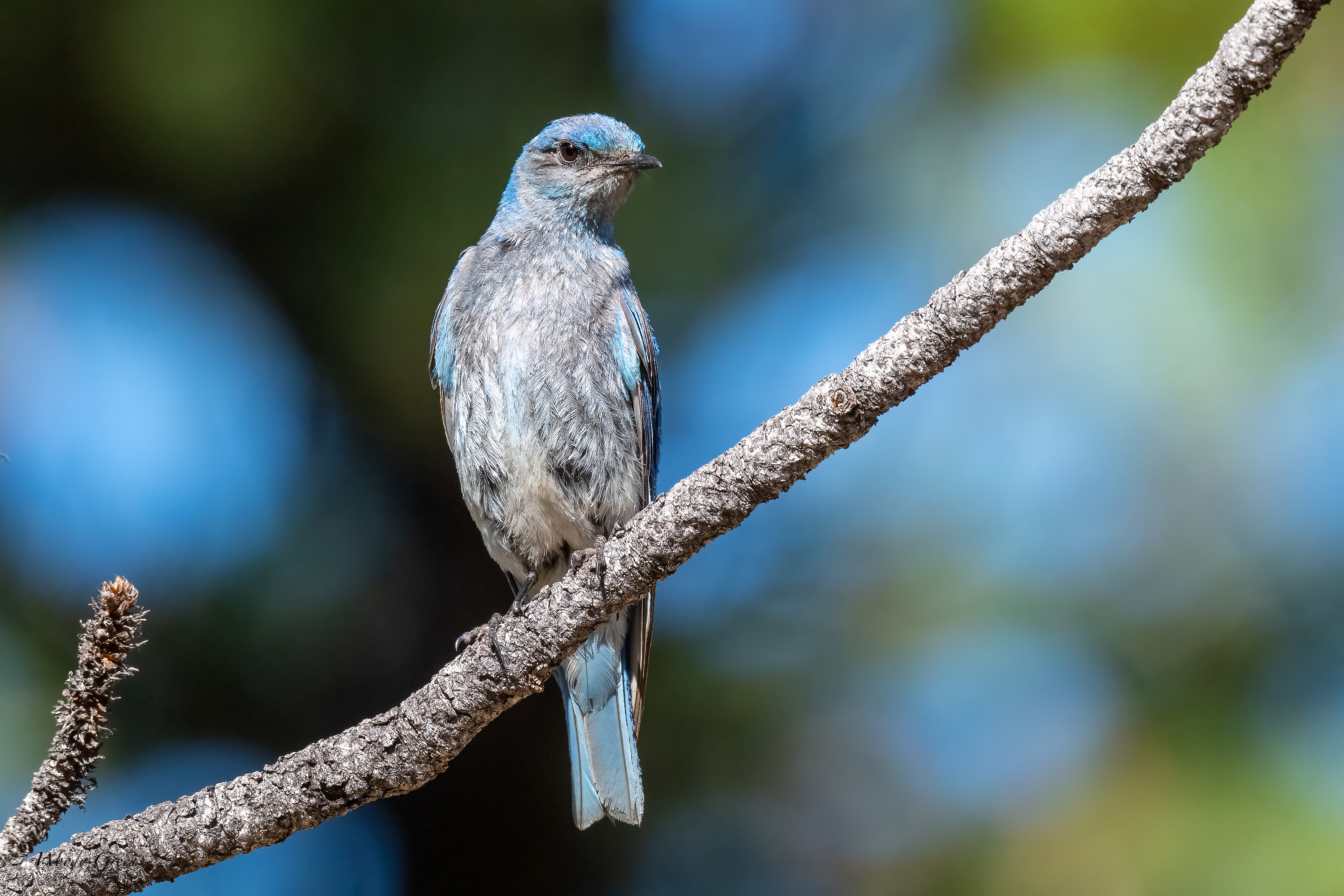 MtnBluebird-31.jpg