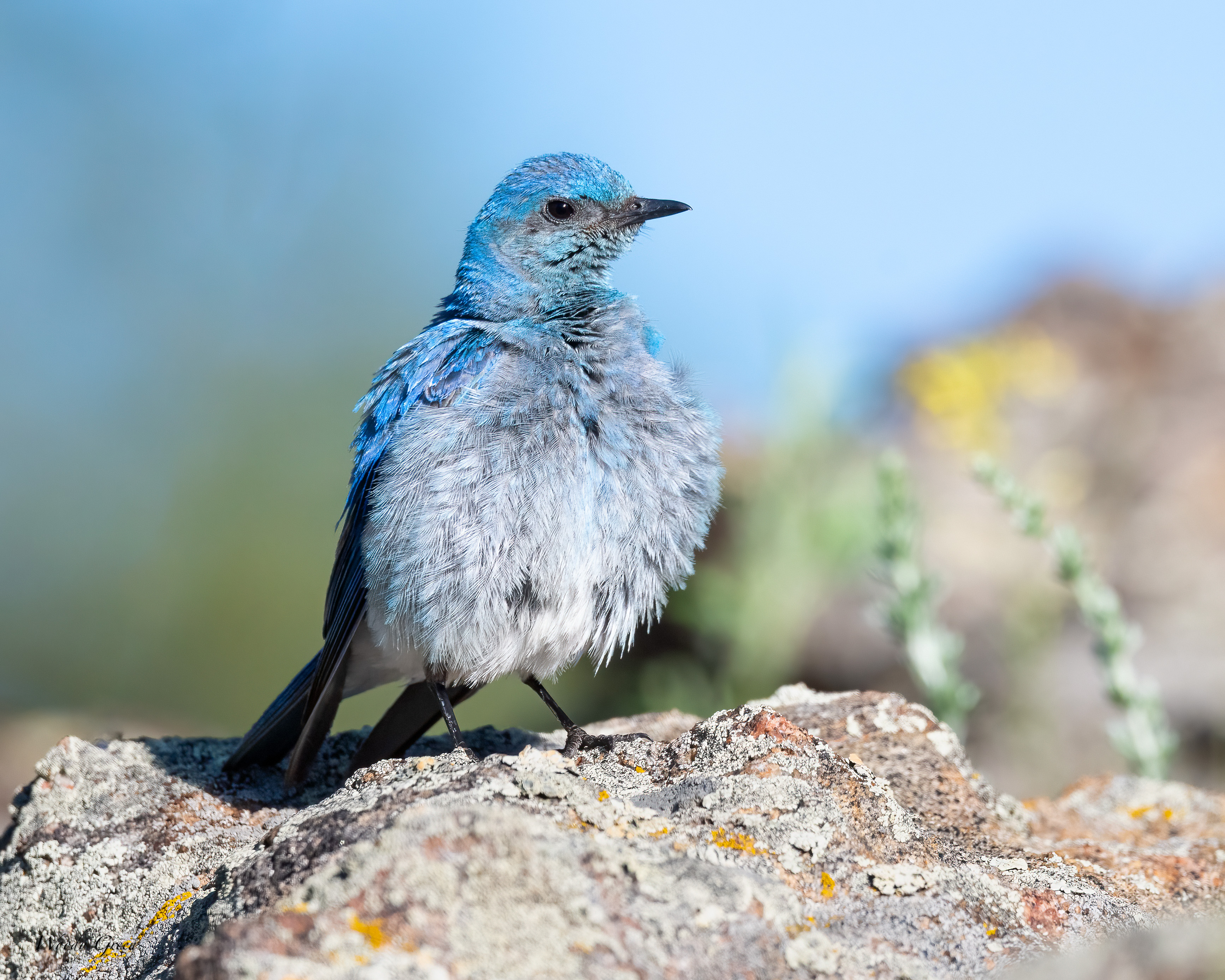 MtnBluebird-37.jpg