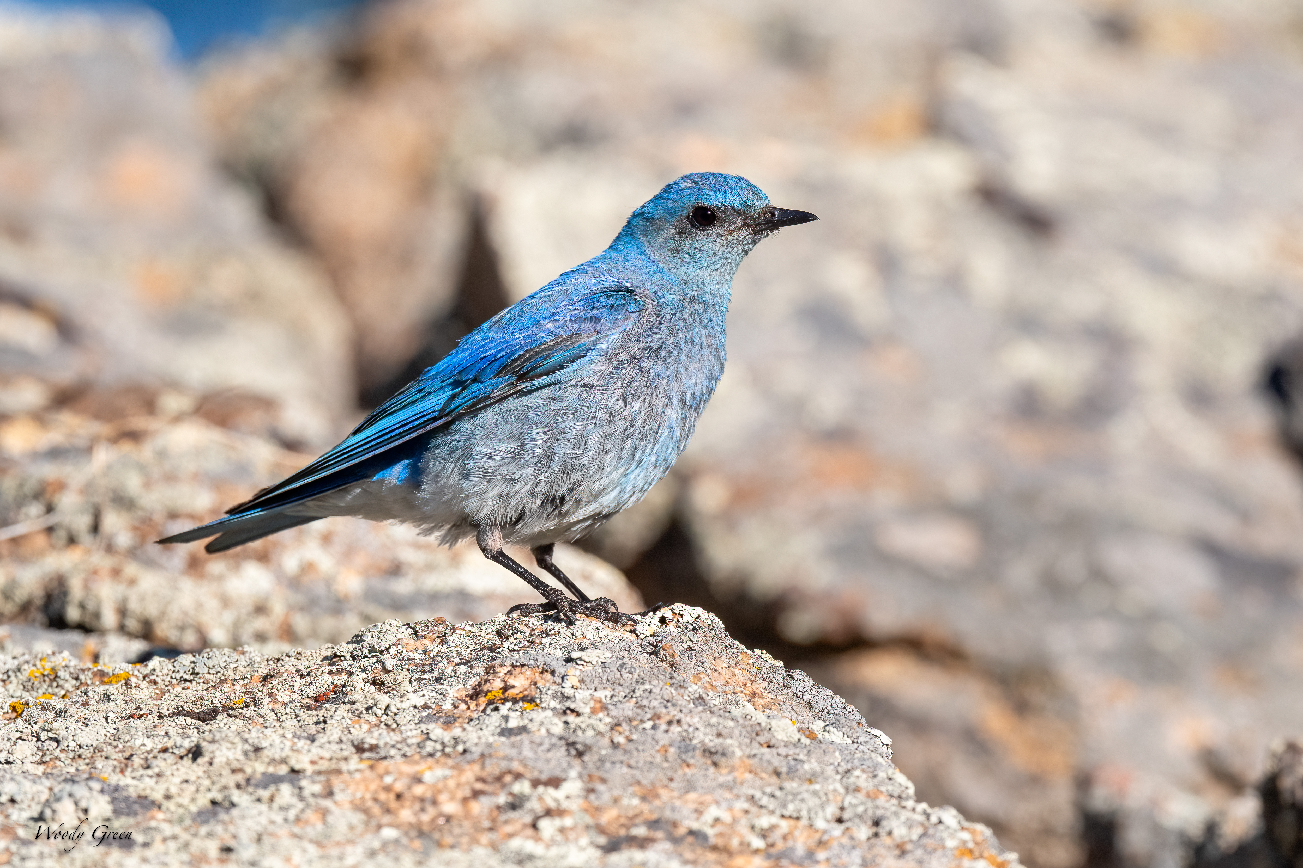 MtnBluebird-40.jpg