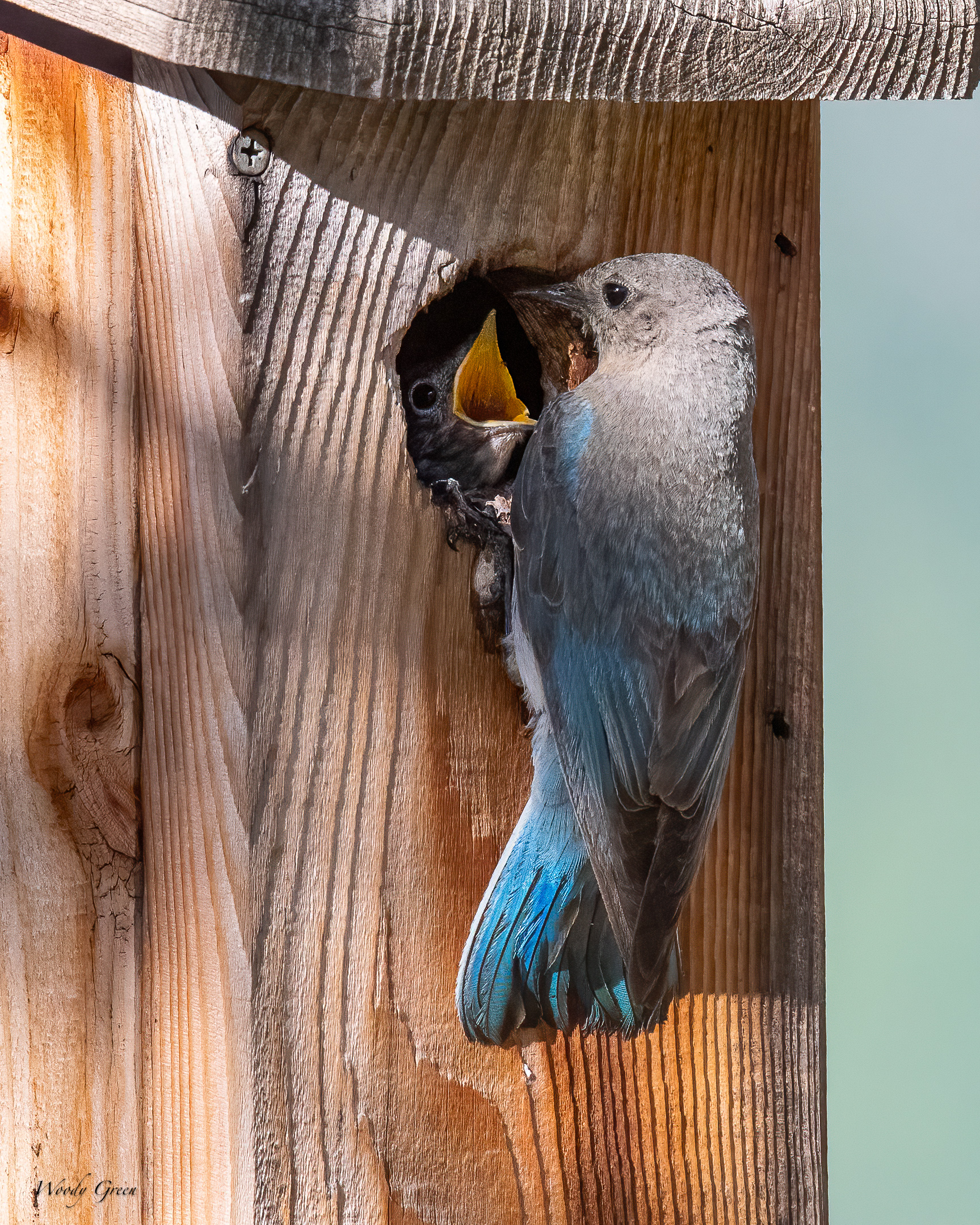 MtnBluebirdFeeding-15.jpg