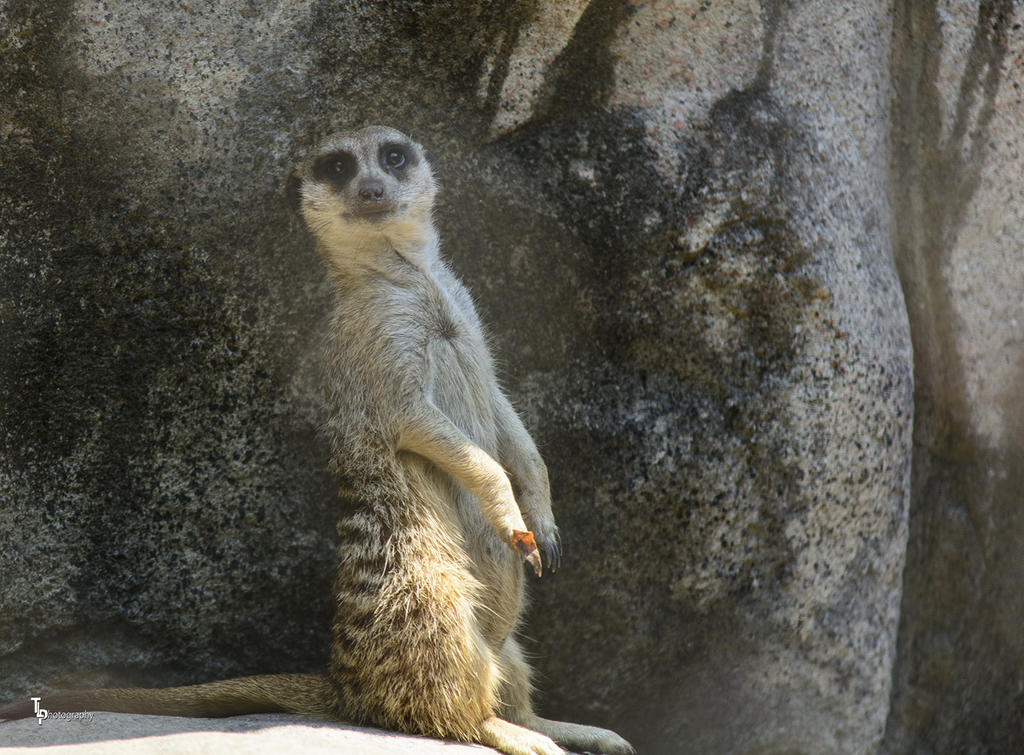 Muir Kat KC Zoo.jpg