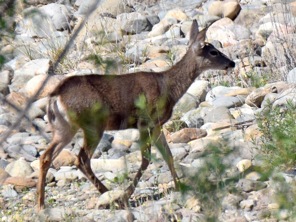 MuleDeer.jpg