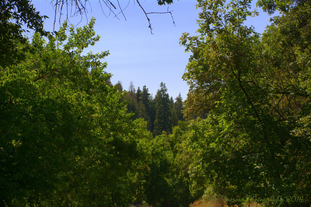 Muller Park #2  7-25-2016.jpg