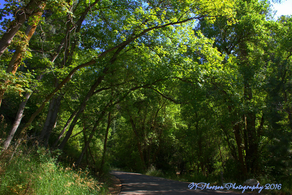 Muller Park #4  7-25-2016.jpg