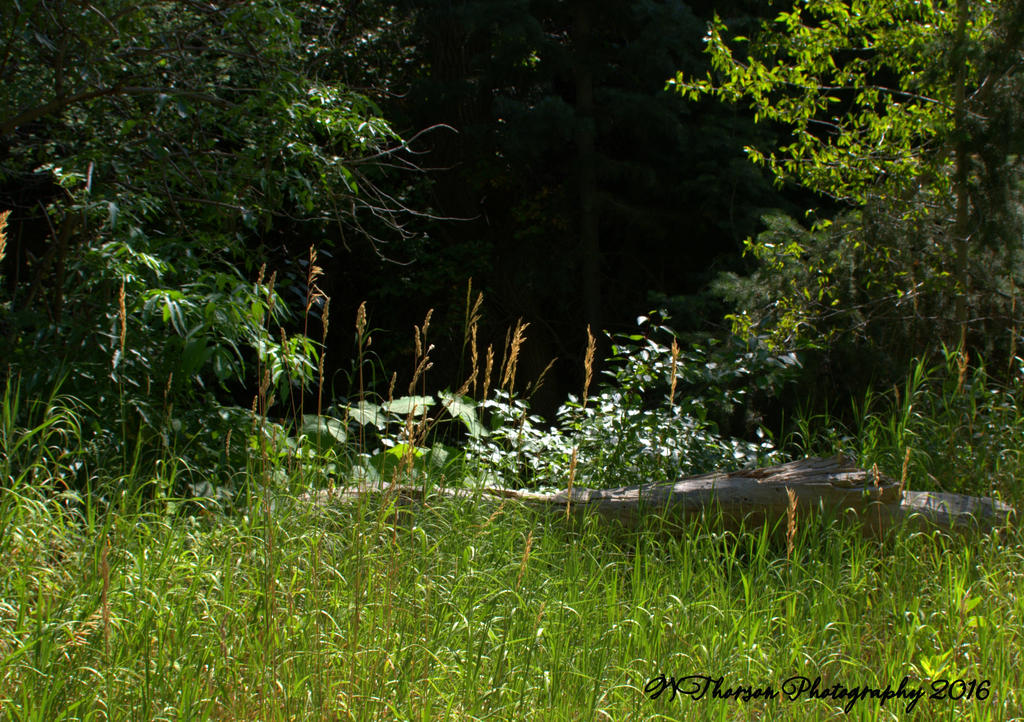 Muller Park #5 7-25-2016.jpg