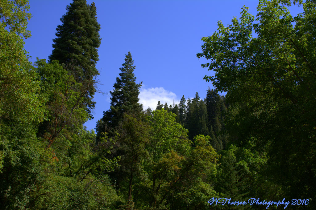 Muller Park #6 7-25-2016.jpg