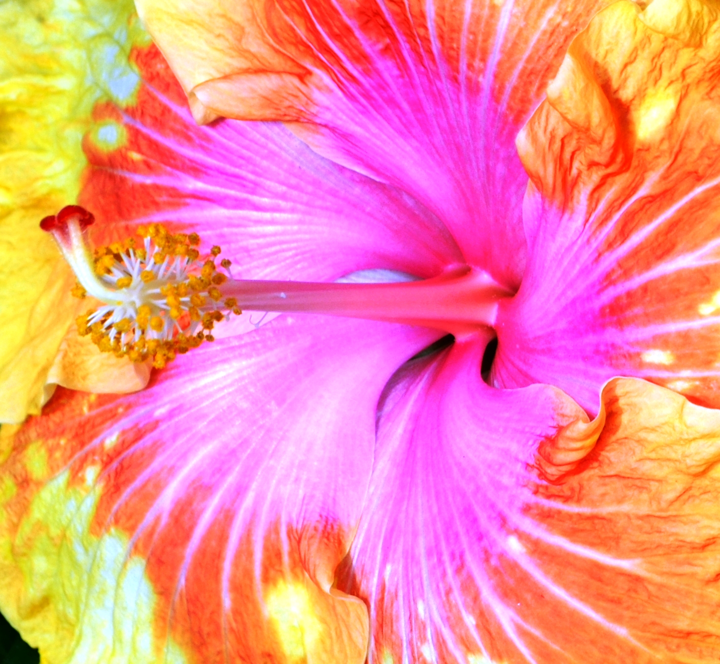 multi color hibiscus close.jpg