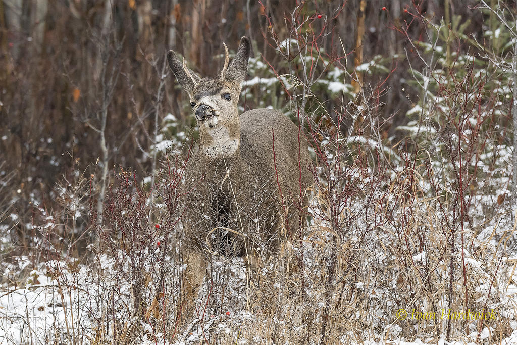 Muly Buck 02.jpg
