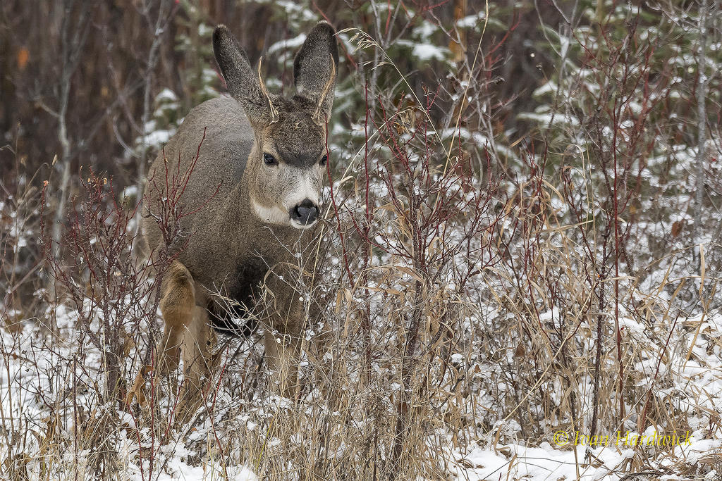 Muly Buck 03.jpg