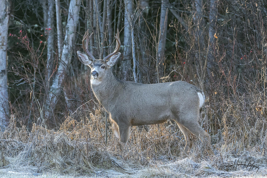Muly Buck 17.jpg