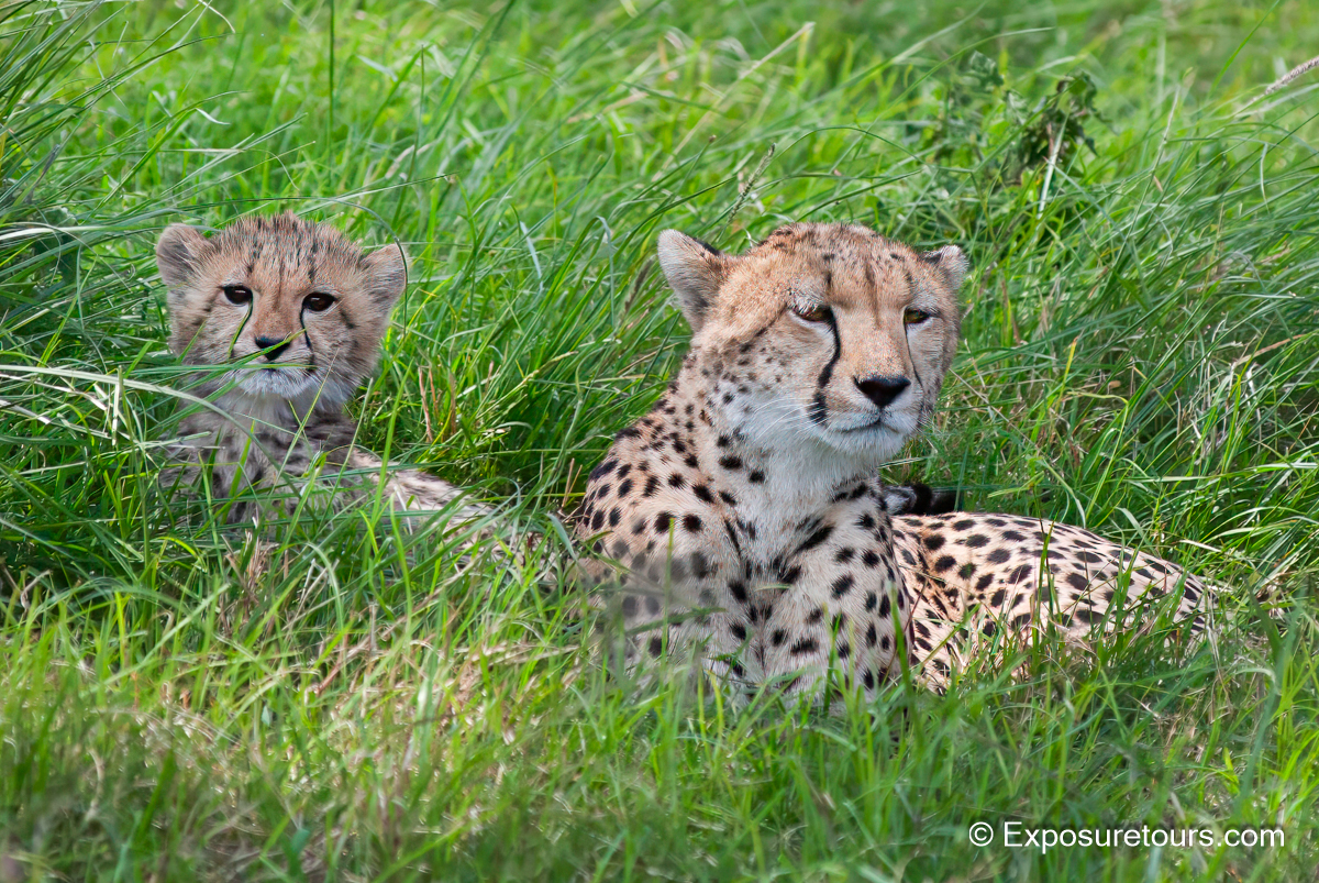 mum and cheetah cub et.JPG