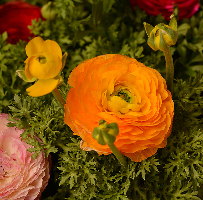 Mums12Jan2014.jpg