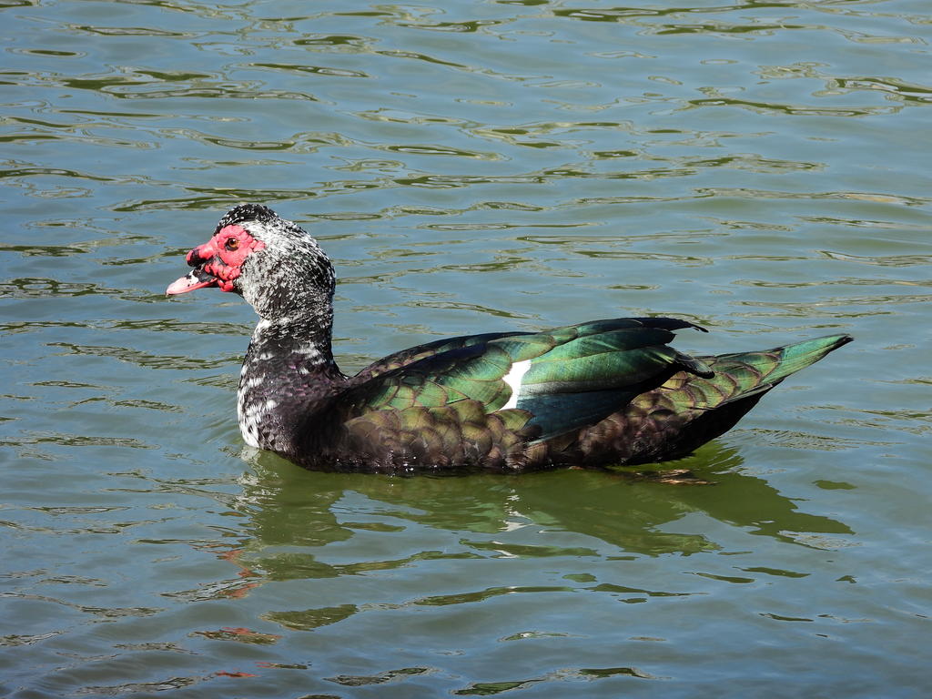 Muscovy Duck 001_sm.jpg