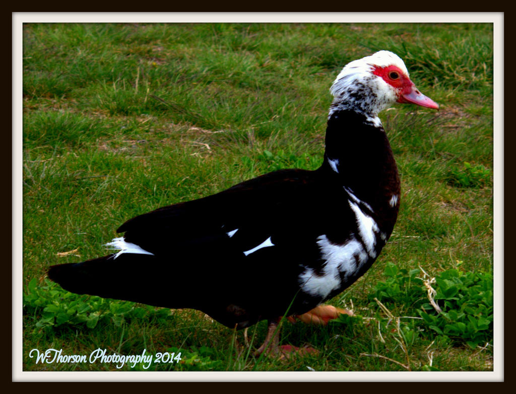 Muscovy Duck.jpg