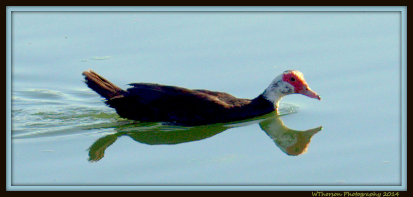 Muscovy Duck with Reflection.jpg