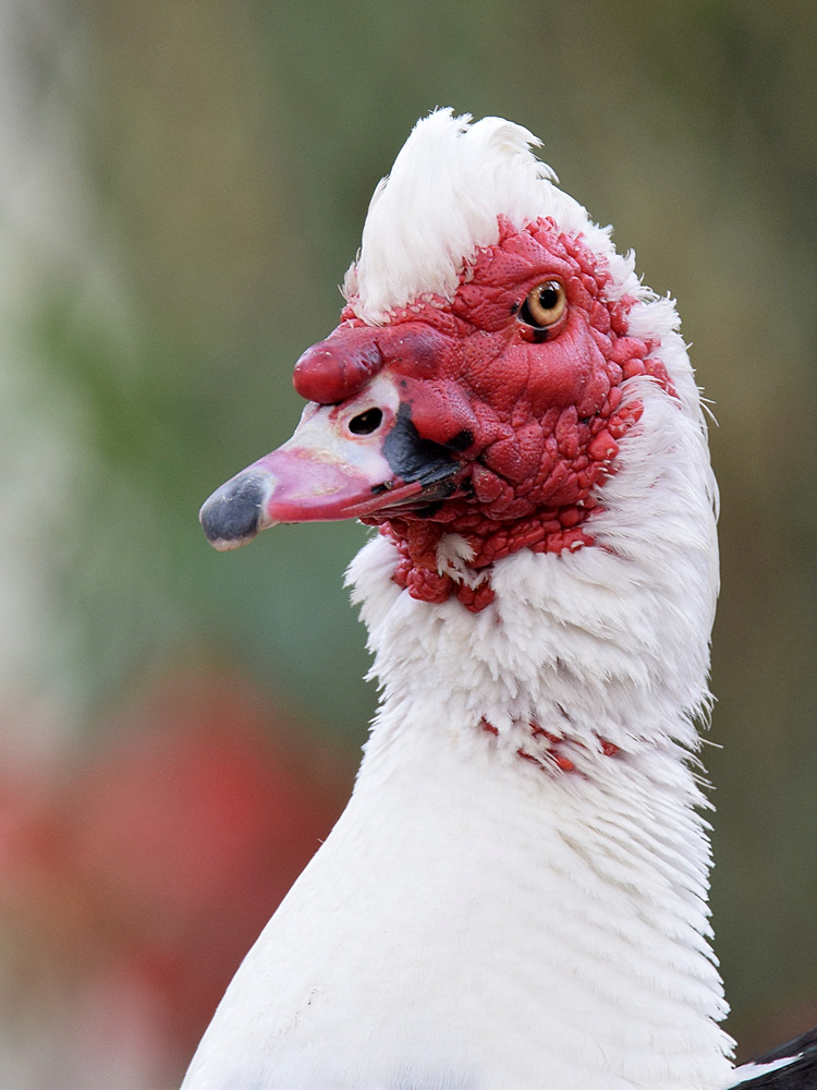 Muscovy.jpg