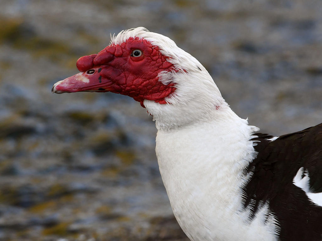 Muscovy.jpg