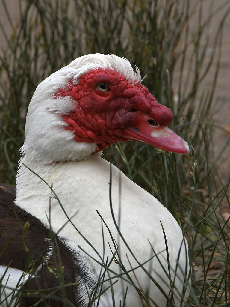 Muscovy.jpg
