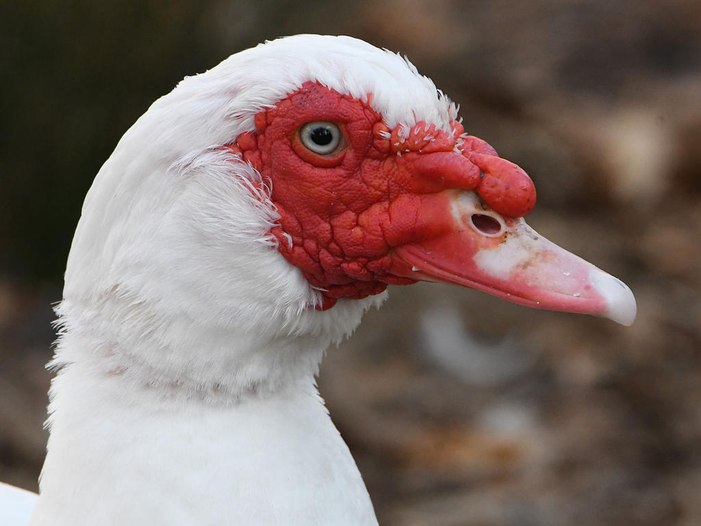 Muscovy3.jpg
