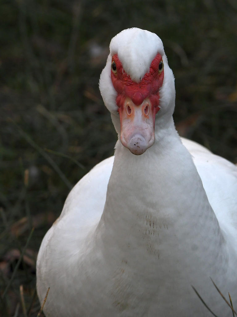 Muscovy4.jpg