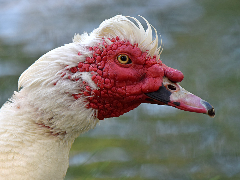 MuscovyDuck.jpg
