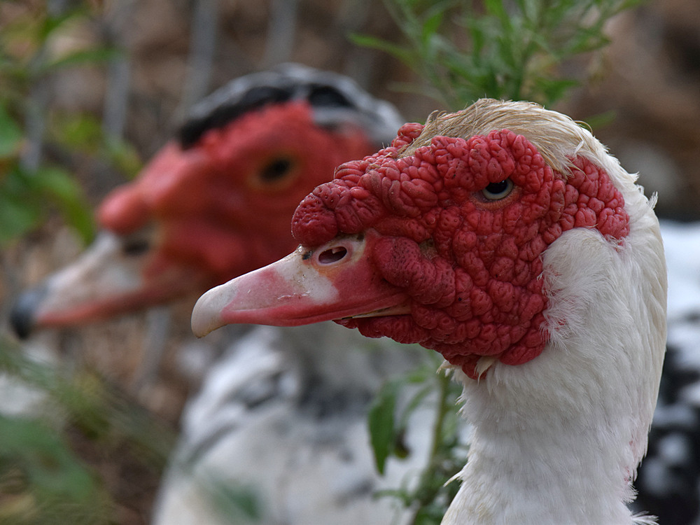 MuscovyDuck.jpg