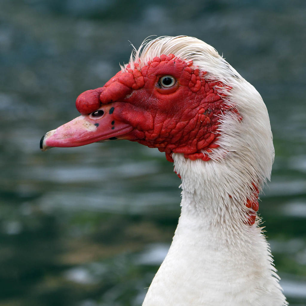 MuscovyDuck2.jpg