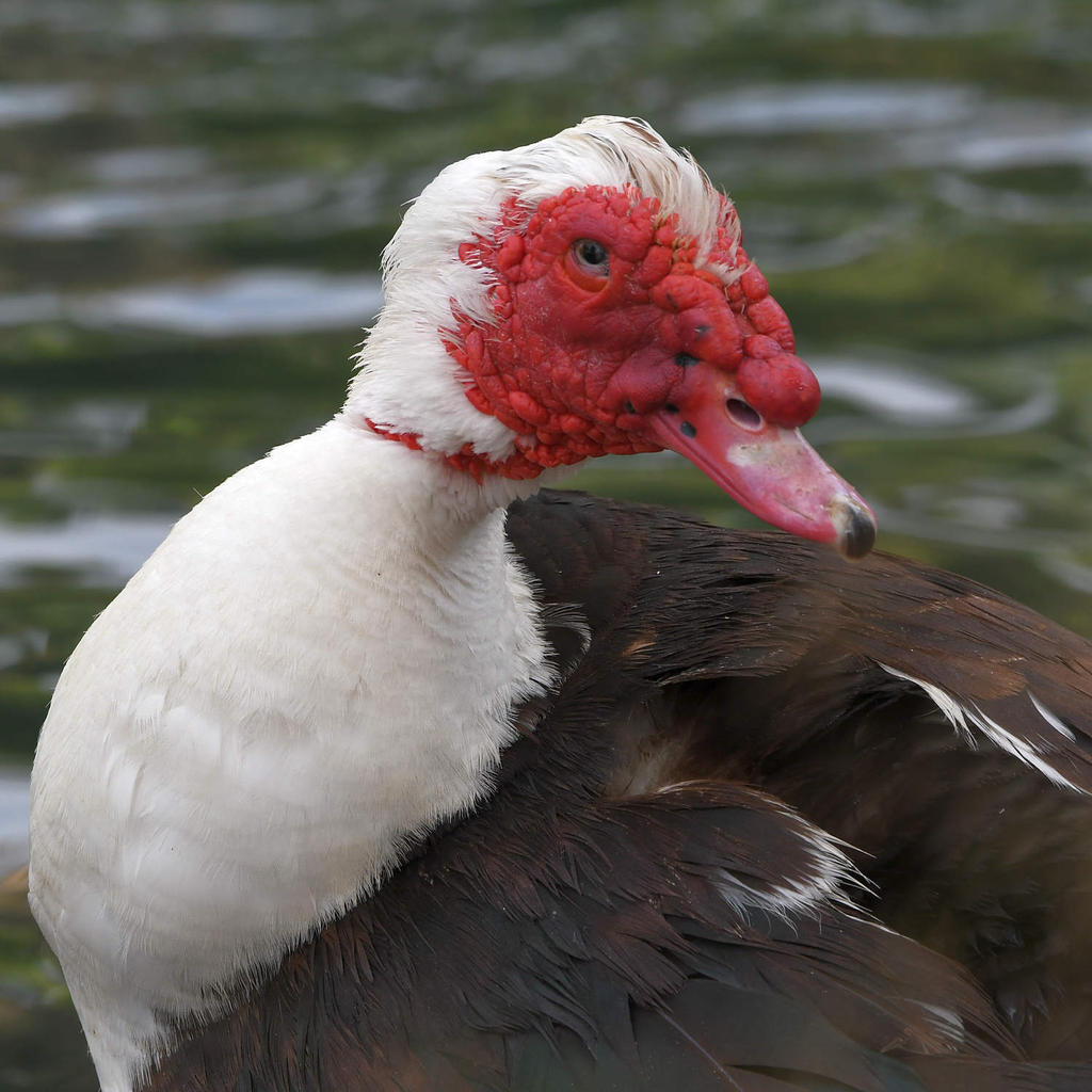 MuscovyDuck3.jpg