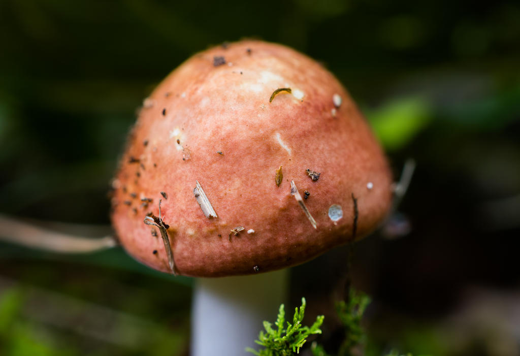 Mushroom -1.jpg