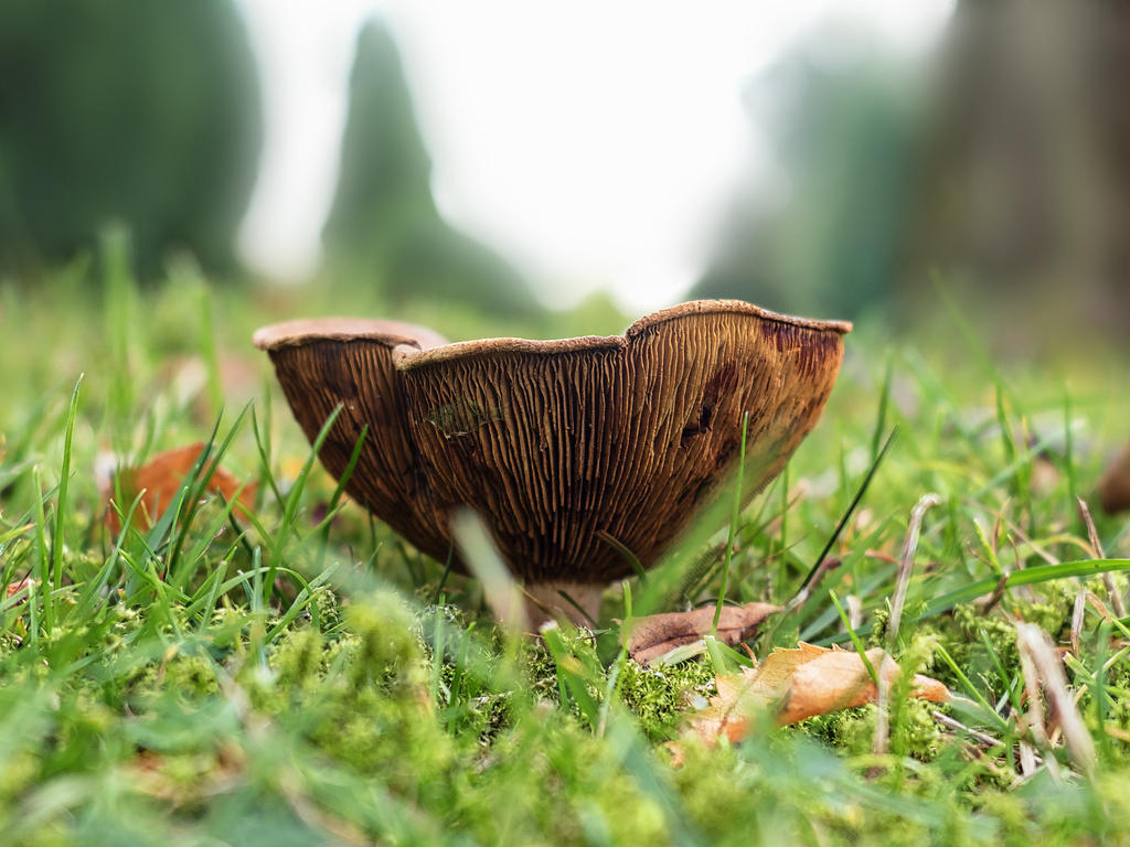 Mushroom-3L.jpg