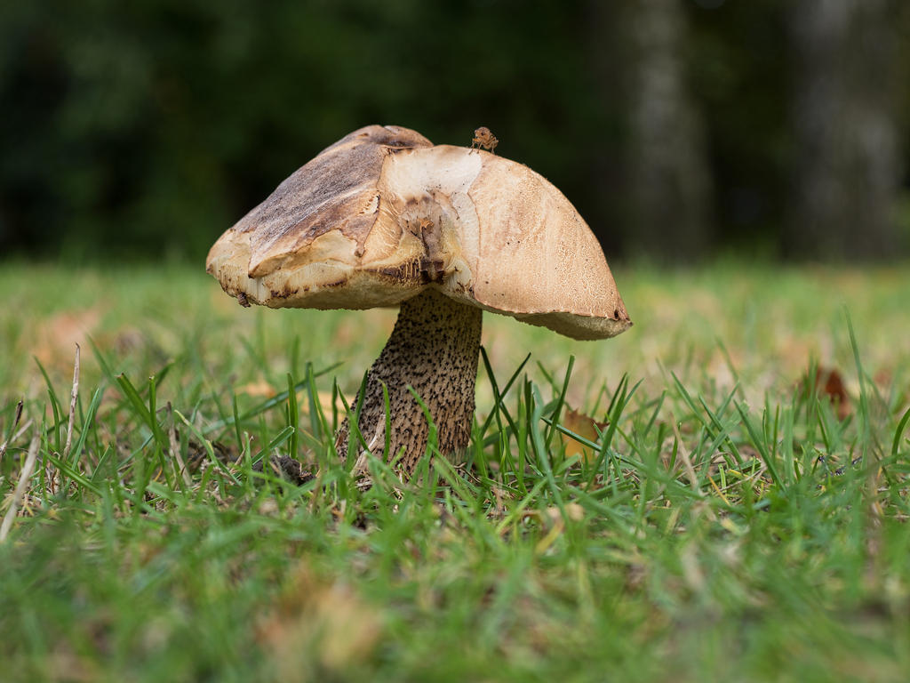 Mushroom-4L.jpg