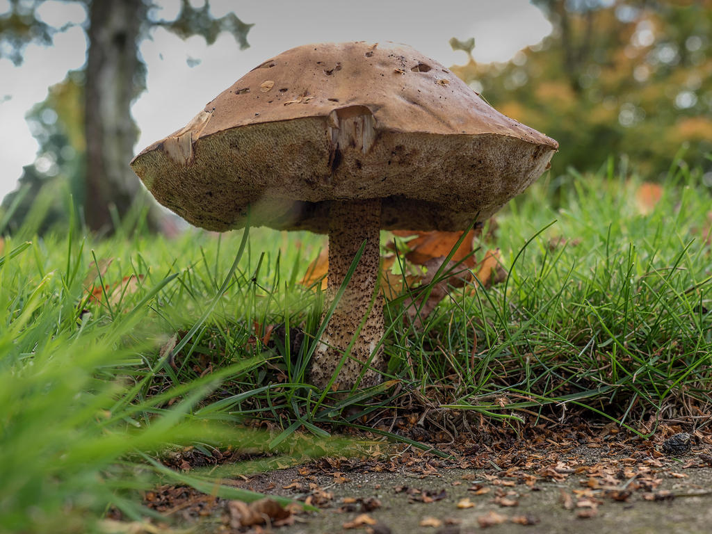 Mushroom-5L.jpg