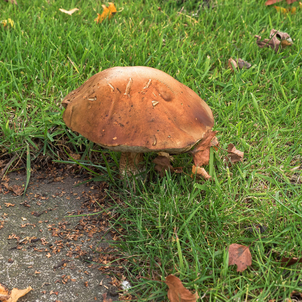 Mushroom-6L.jpg