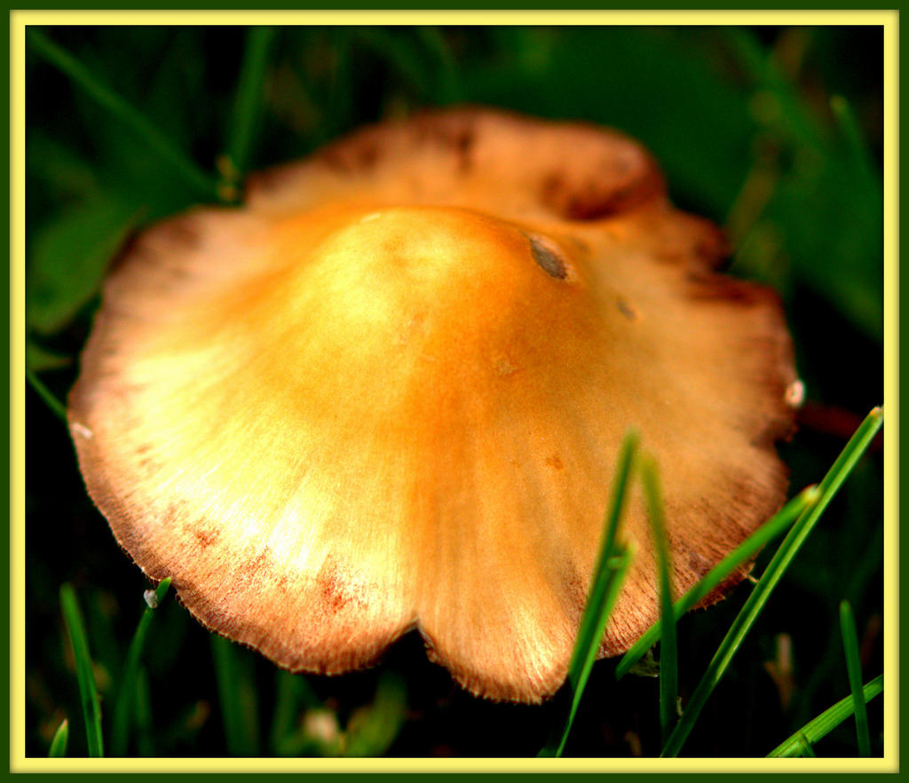 Mushroom after the Rain.jpg