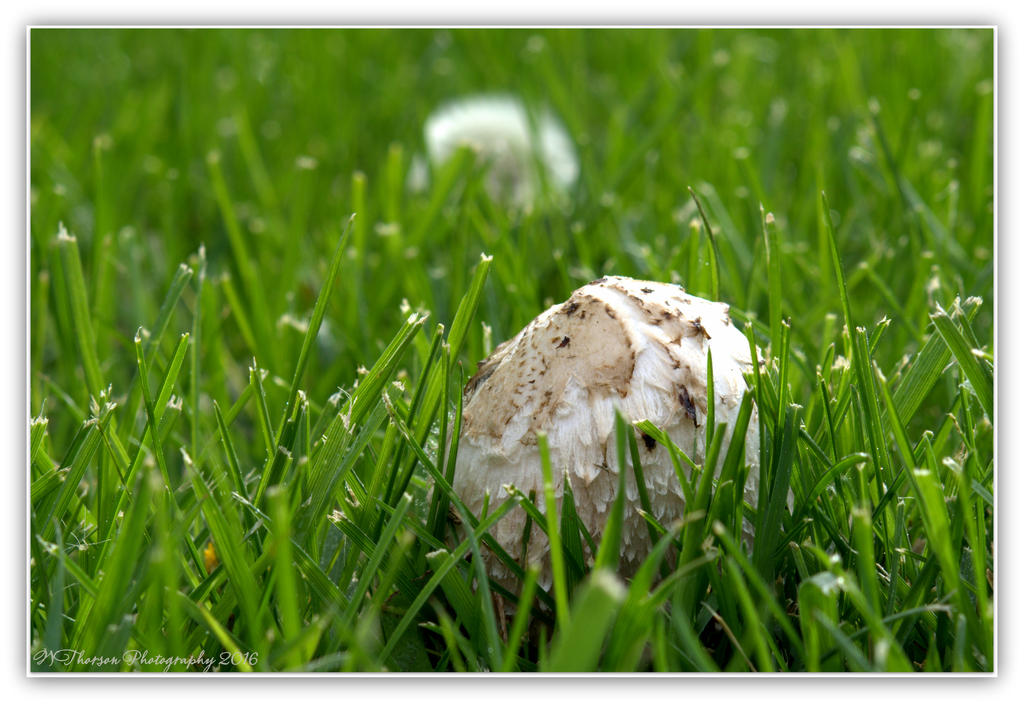 Mushroom in the Lawn 4-28-2016.jpg