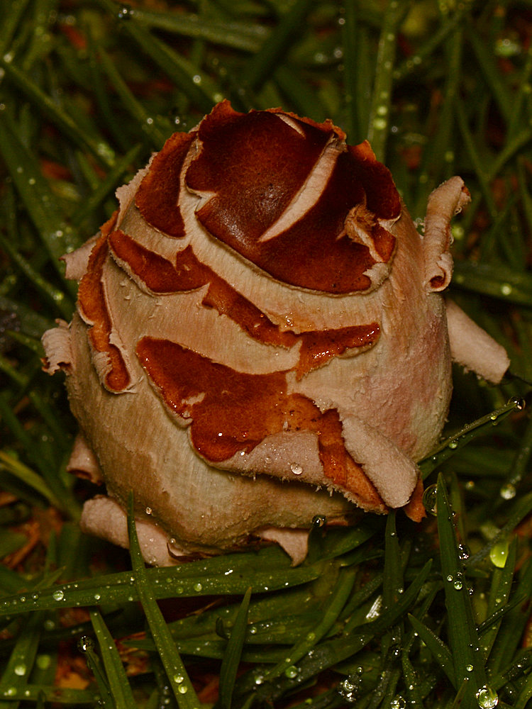 Mushroom.jpg