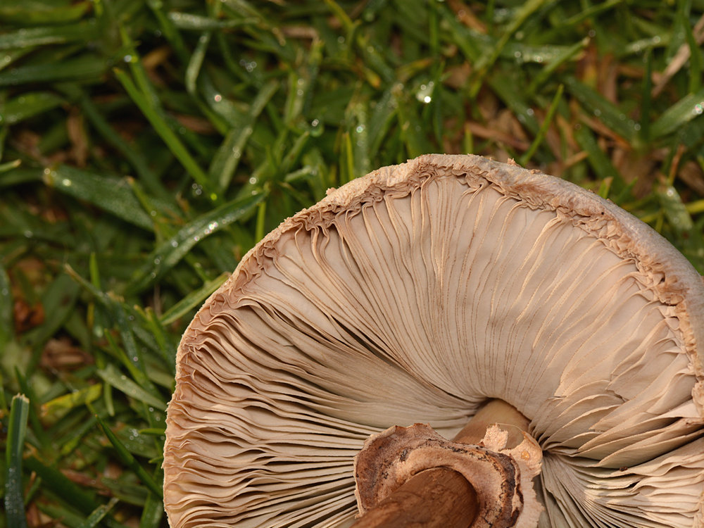 Mushroom.jpg