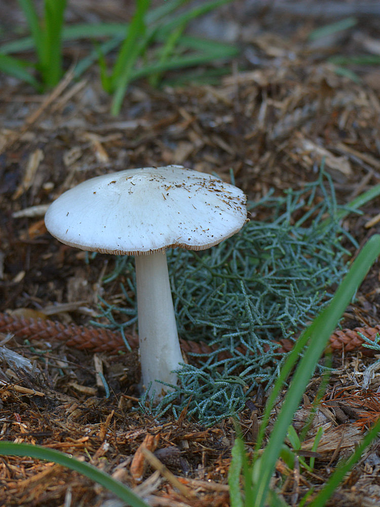 Mushroom.jpg