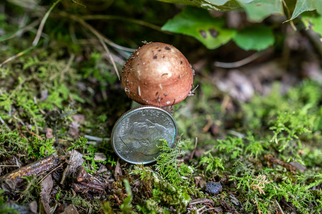 Mushroom w- Dime-1.jpg